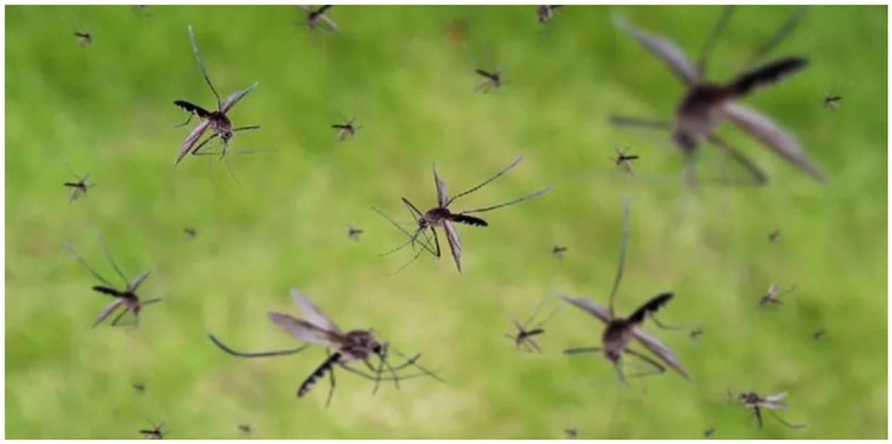 घरातून डासांना पळवण्यासाठी घरात करा हे सोपे उपाय