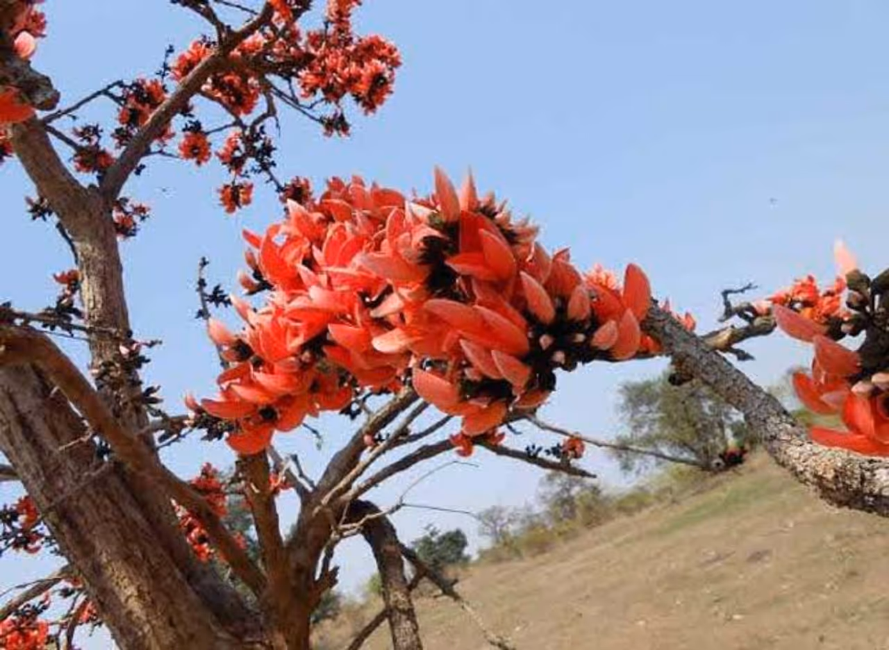 ওষুধের কাজ করে পলাশ ফুল 