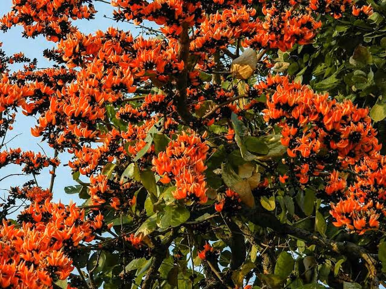 প্রবল গরম প্রবল গরম