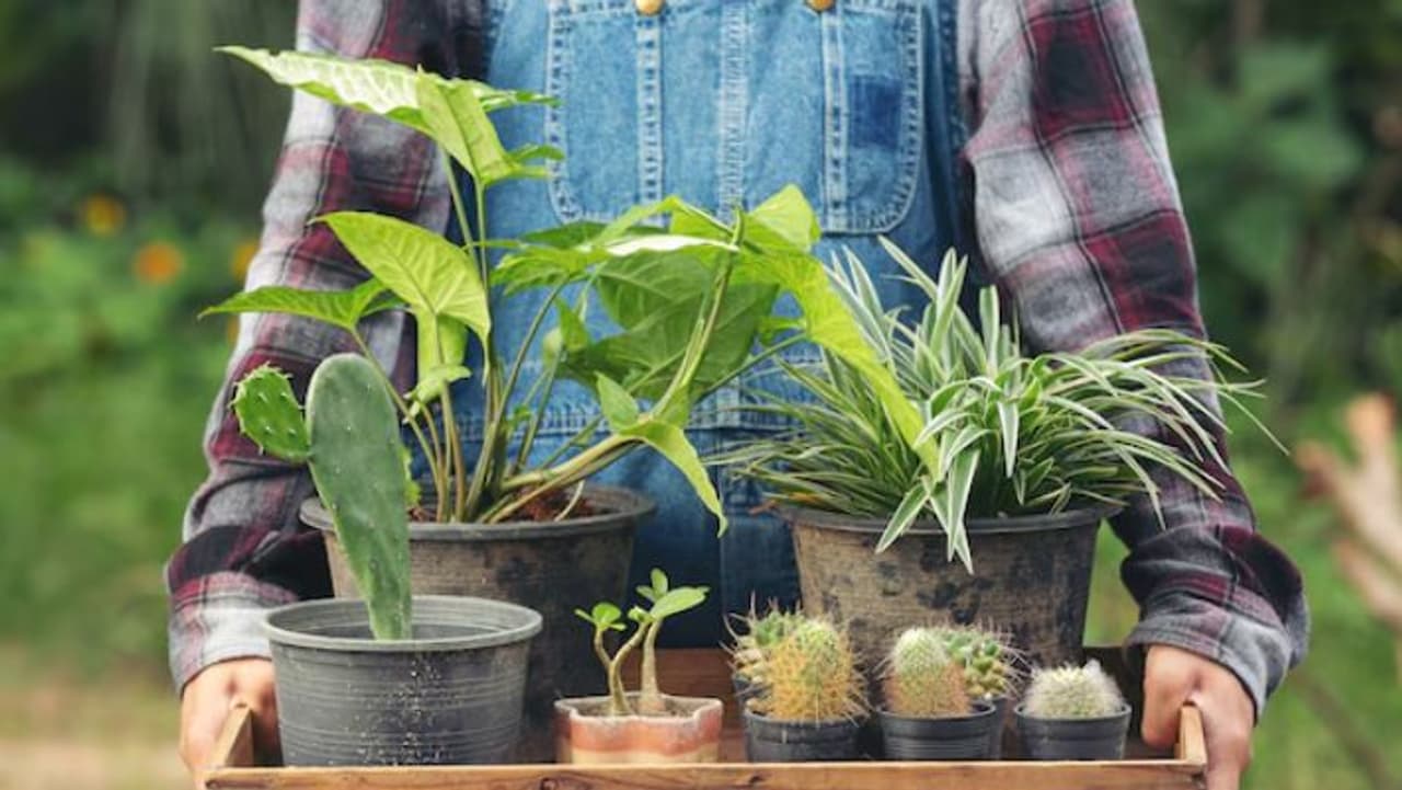 Best Vegetables to Grow in Your Terrace Garden During Monsoon