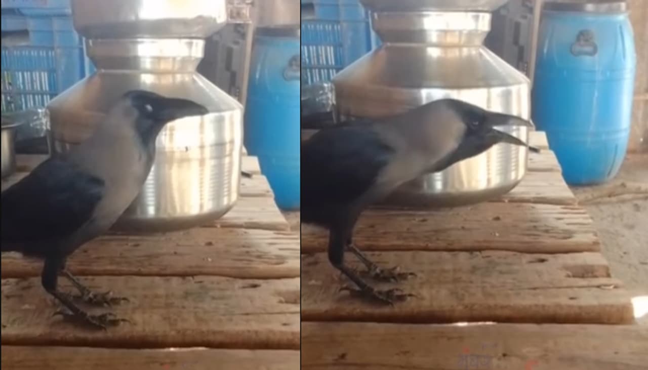 Crow talking viral video Crow talking viral video