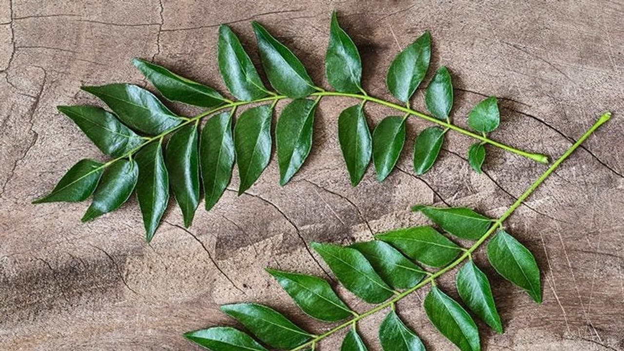 কারি পাতা (Curry Leaves) কারি পাতা (Curry Leaves)