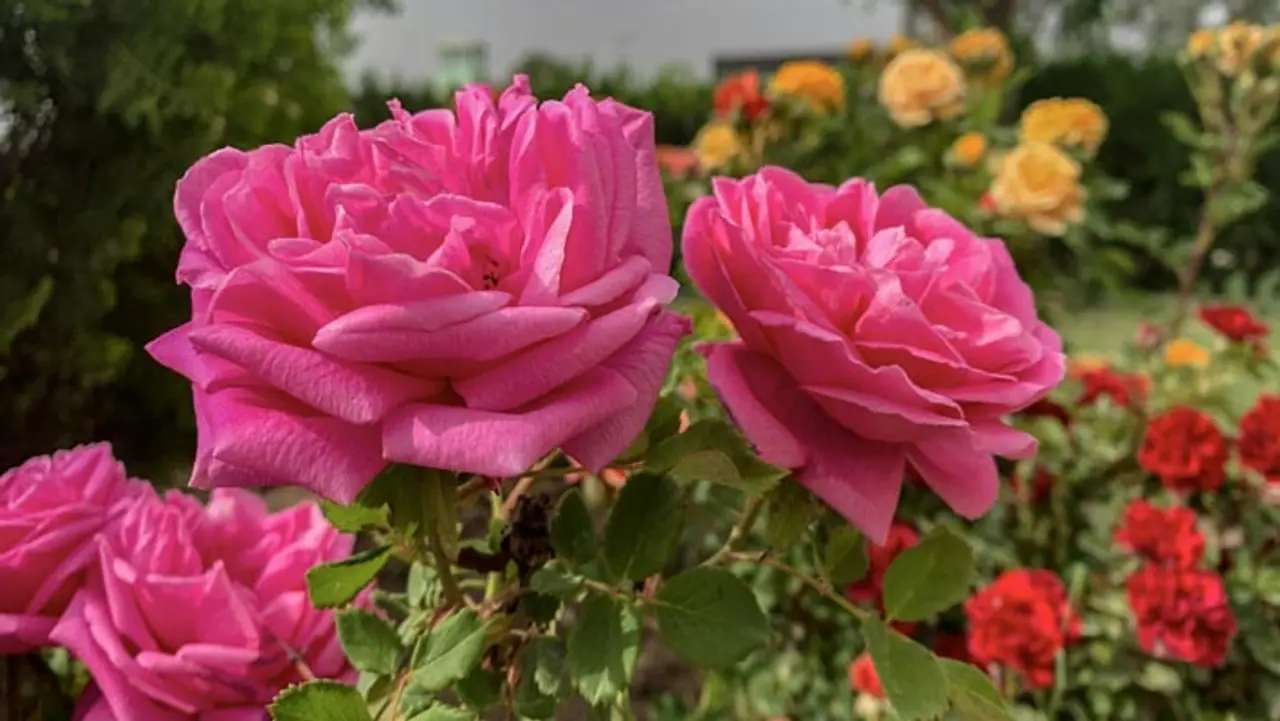 అర ఎకరం భూముంటే చాలు.. అర ఎకరం భూముంటే చాలు..