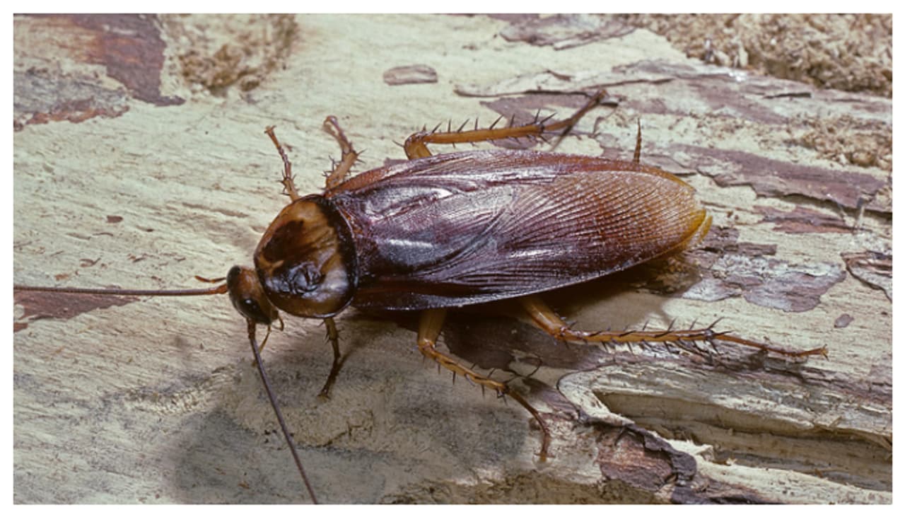 cockroach in kitchen