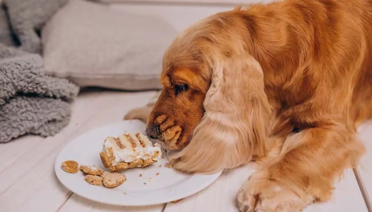 Pet Obesity Explained Pet Obesity Explained