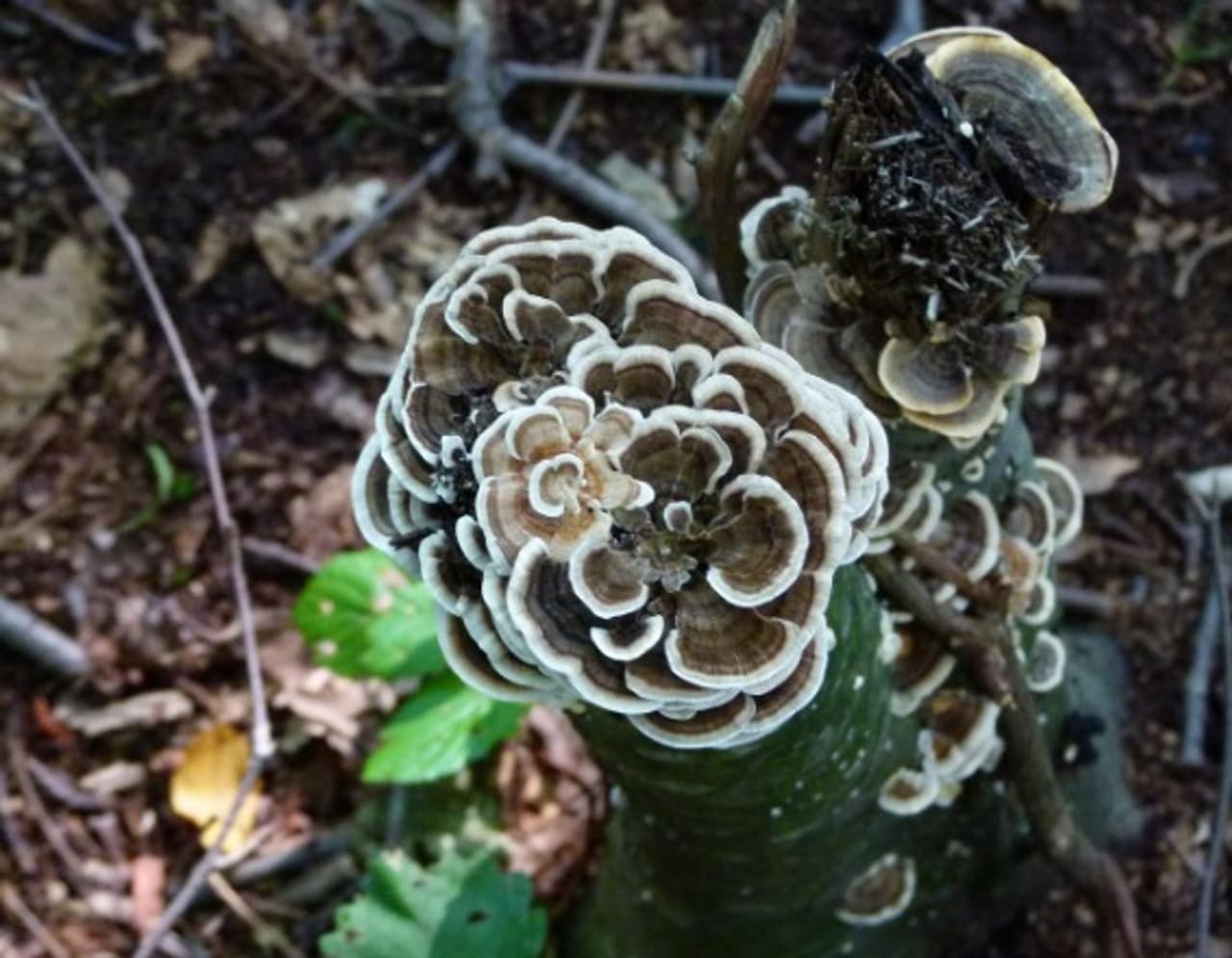 Bitter Bracket Fungus Discovery
