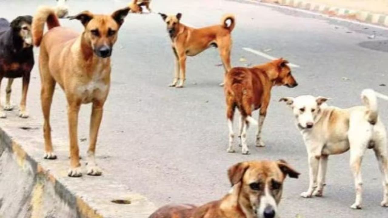 தெரு நாய்களின் தொல்லை