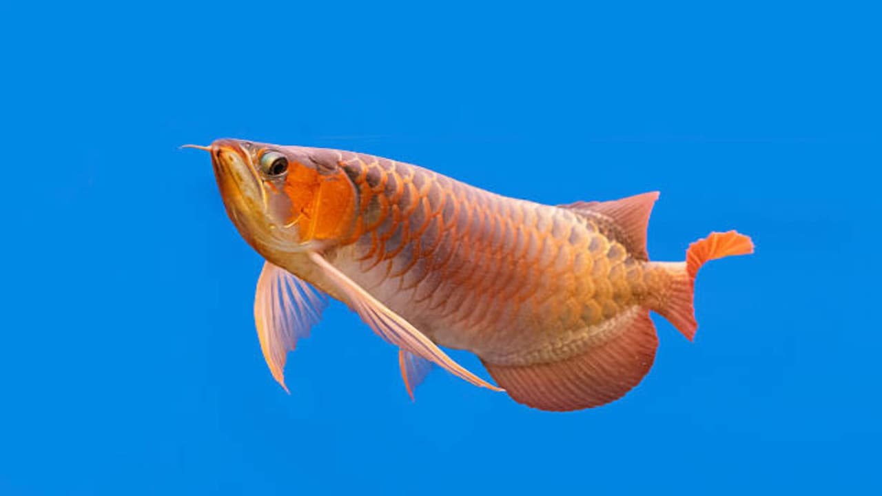 அரோவானா (Arowana):