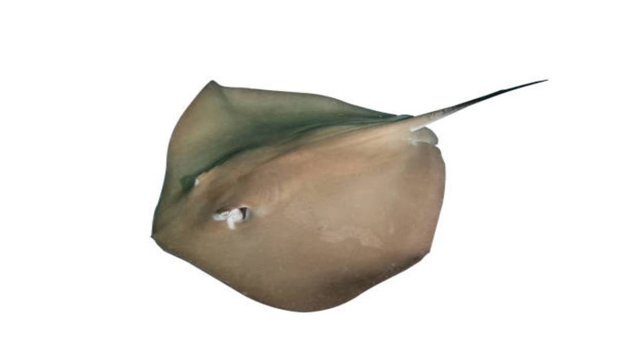 திருக்கை மீன்: திருக்கை மீன்: