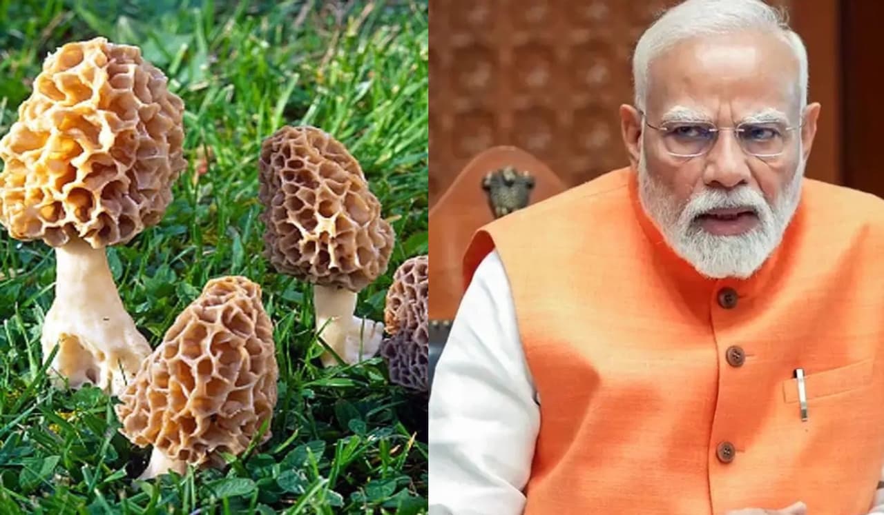मोदी का पसंदीदा है गुच्छी मशरूम मोदी का पसंदीदा है गुच्छी मशरूम