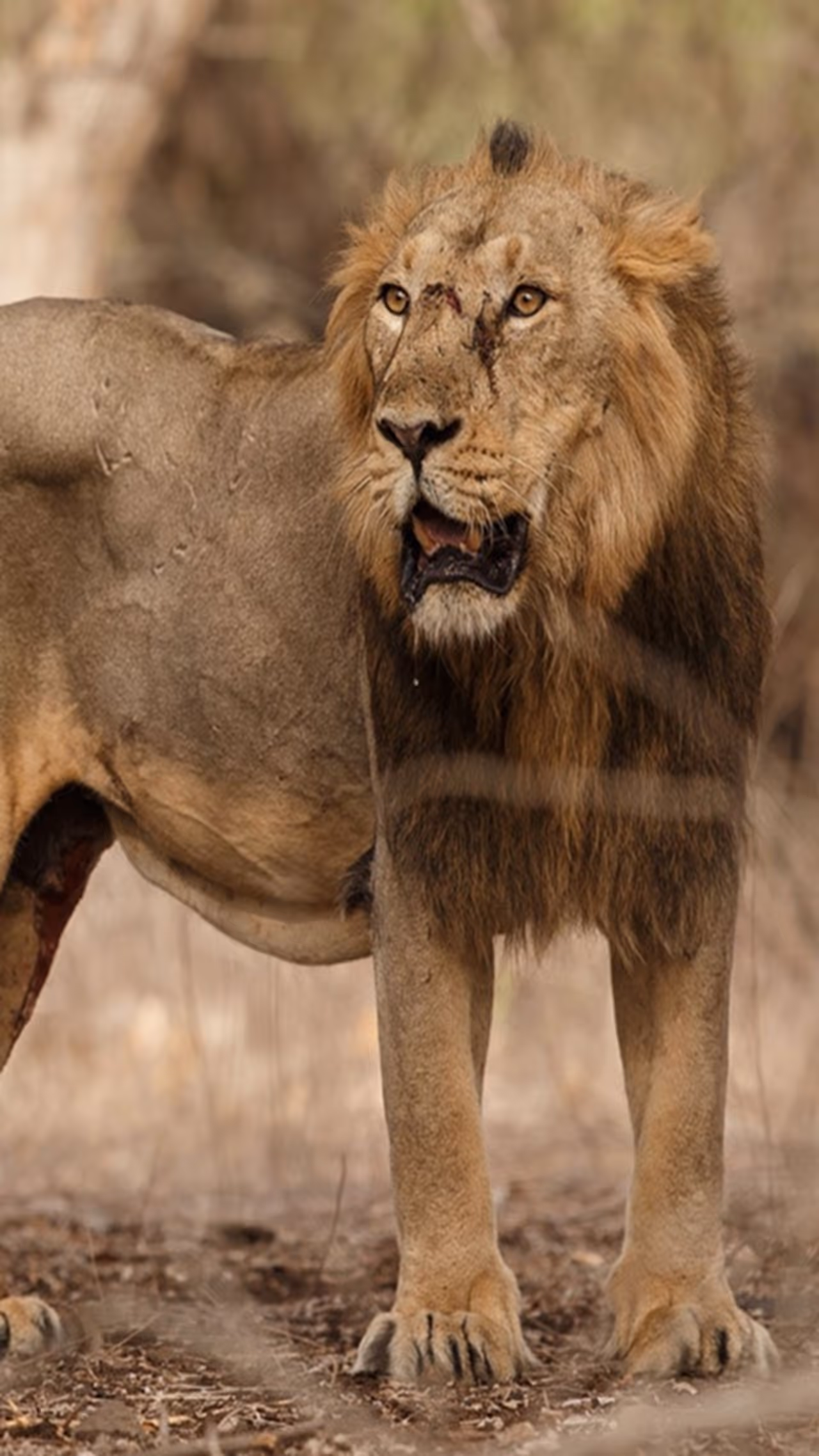 ಉಗ್ರವಾಗಿ ಬೇಟೆಯಾಡುತ್ತೆ