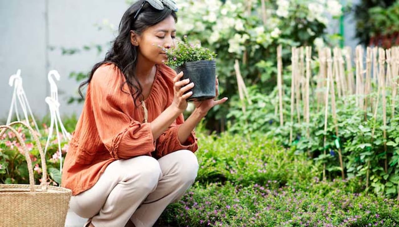 Step by step process to grow cherry and Chillies