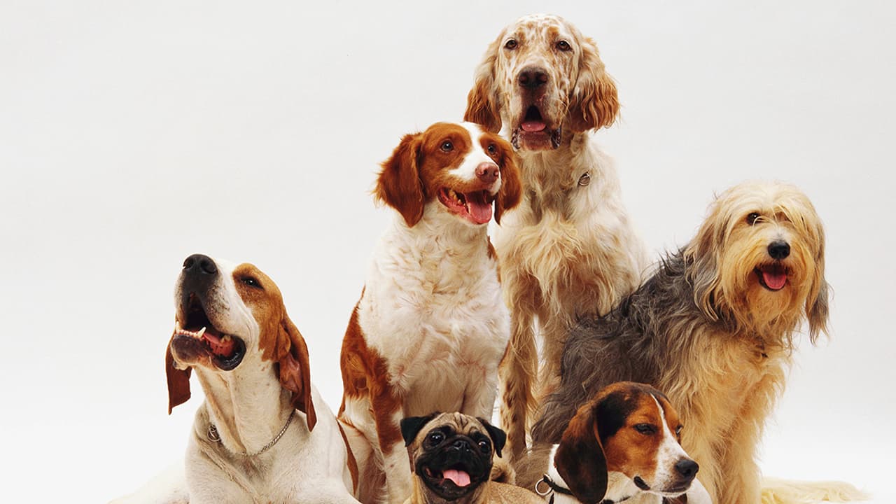 Pets feel the heat more than humans Pets feel the heat more than humans