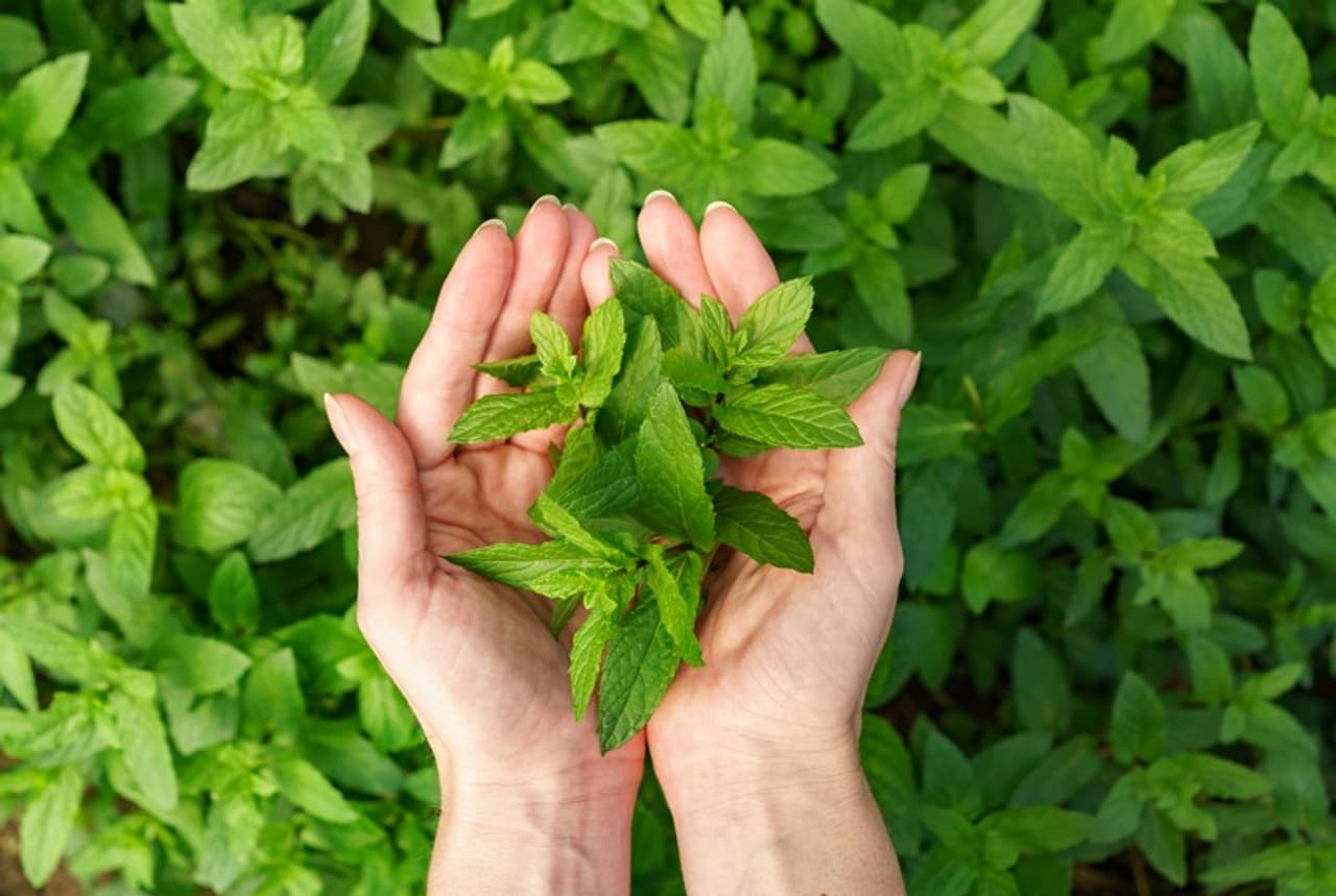 స్టీవియా