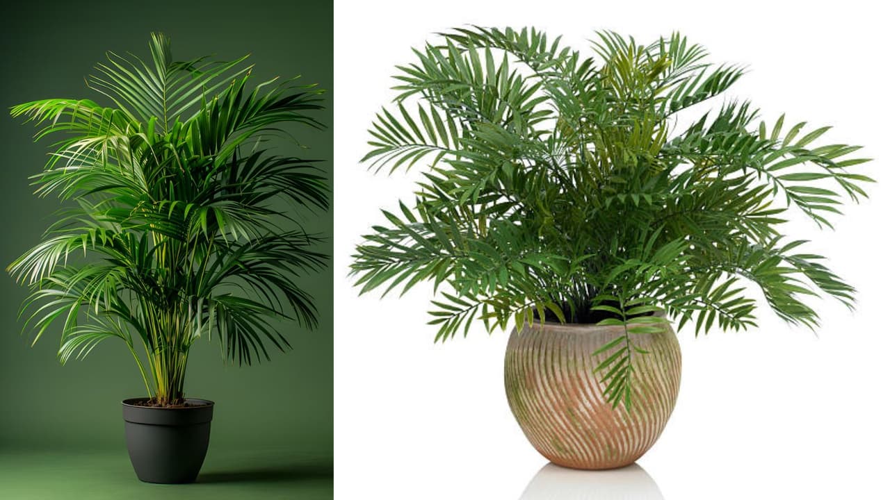 এরিকা পাম গাছের যত্ন 