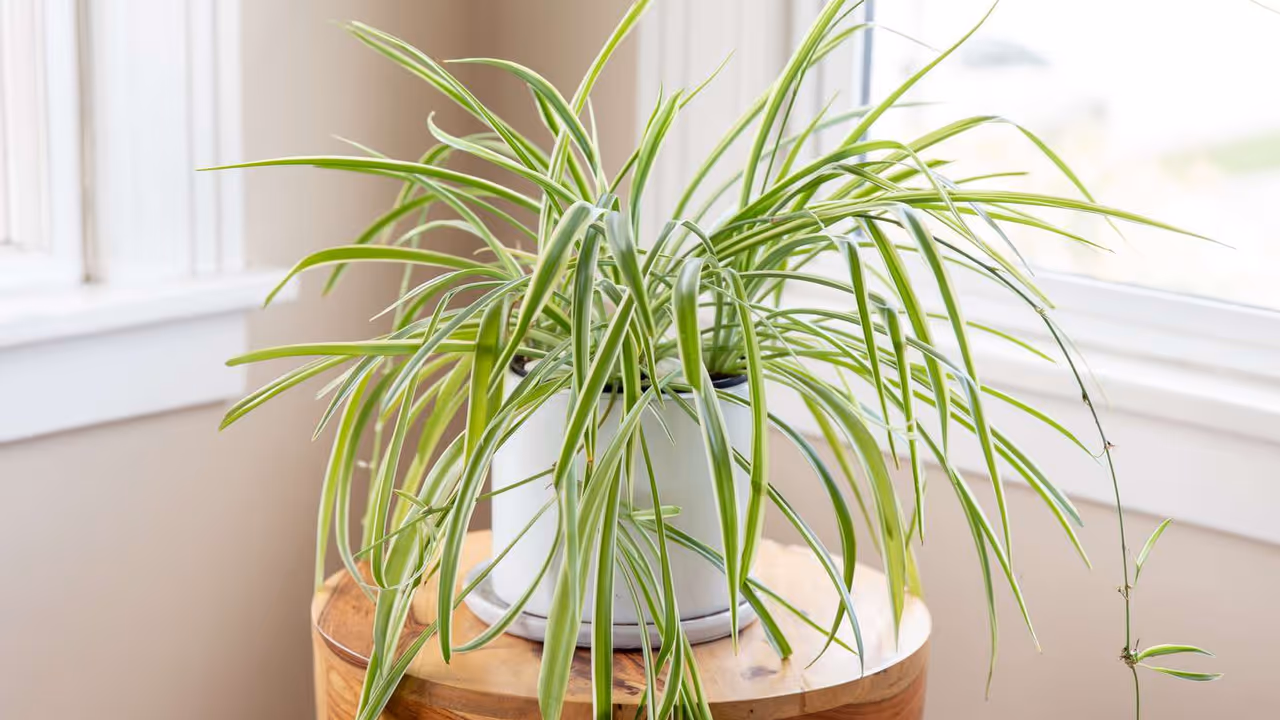Spider Plant Spider Plant