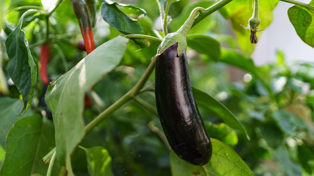 সঠিক বীজ নির্বাচন করুন সঠিক বীজ নির্বাচন করুন