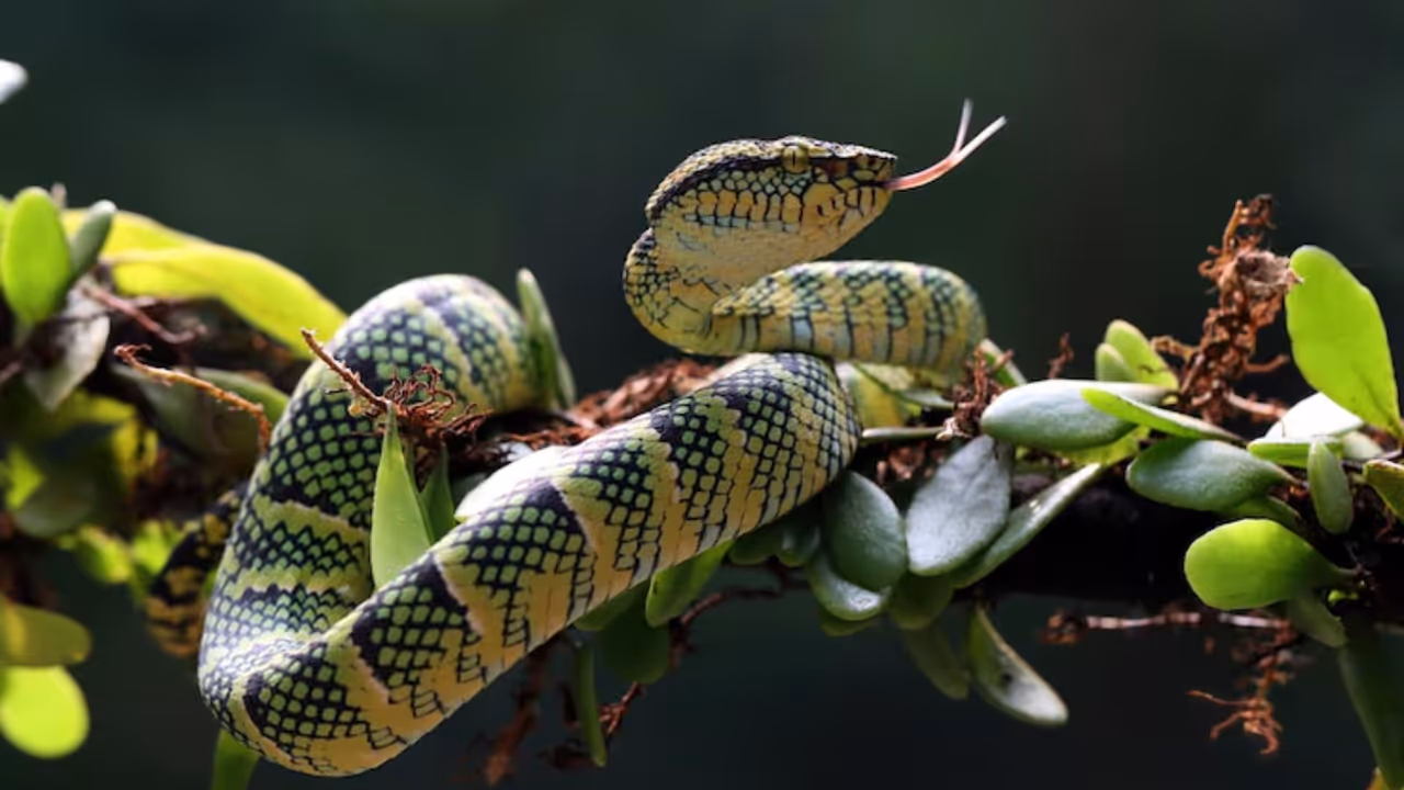 பாம்புகளை விரட்டும் வழிகள்