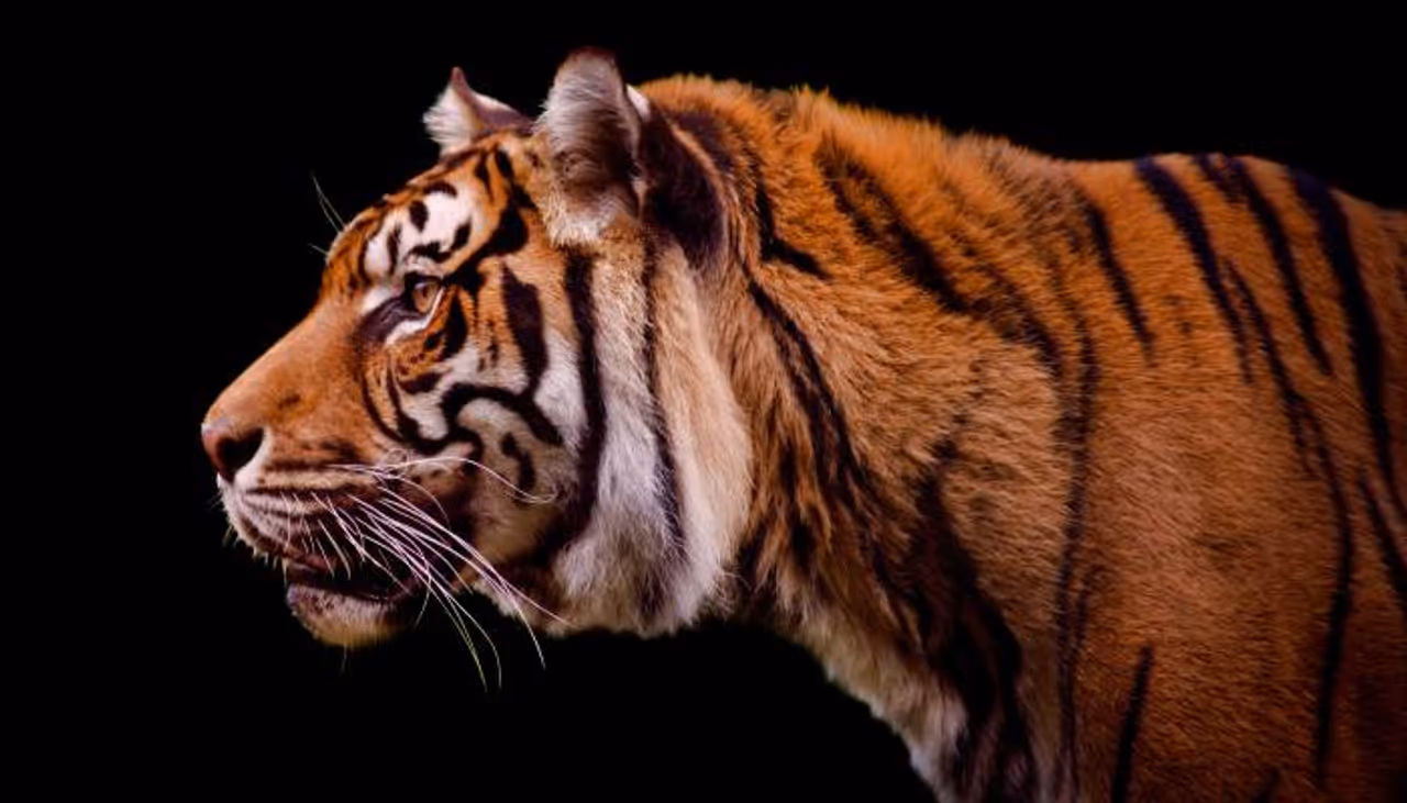 GOLDEN TIGER spotted in Kaziranga National Park, Assam GOLDEN TIGER spotted in Kaziranga National Park, Assam