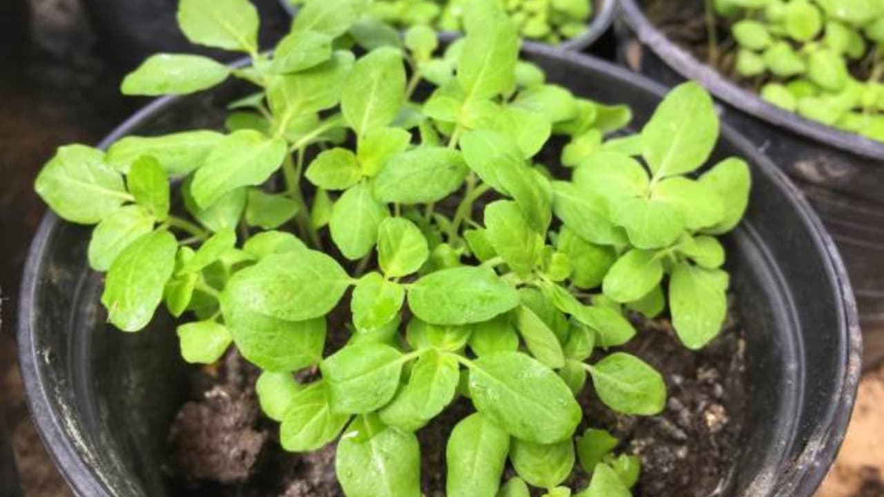 செம பிஸ்னஸ் அசத்தல் வருமானம்! செம பிஸ்னஸ் அசத்தல் வருமானம்!