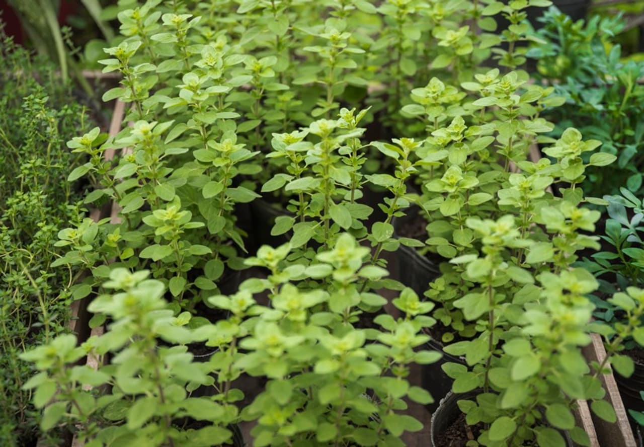 రోజూ మూడు తులసి ఆకులు తింటే 