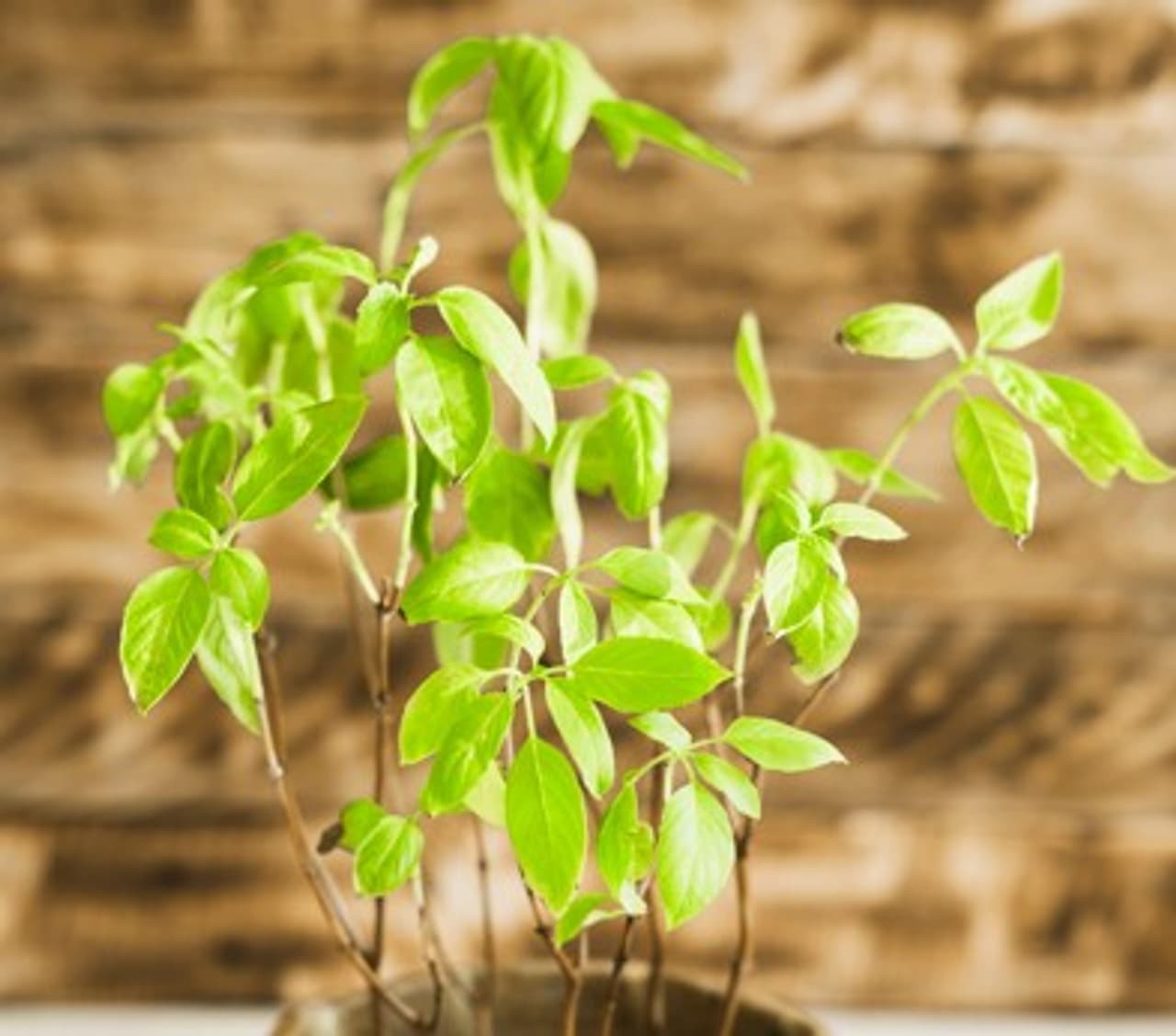 ಯಾವುದು ನೆಡುವುದು ಶುಭ? 