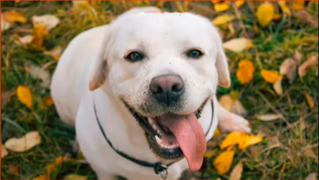 நாய் வளர்ப்பவர்களுக்கு ஆப்பு!