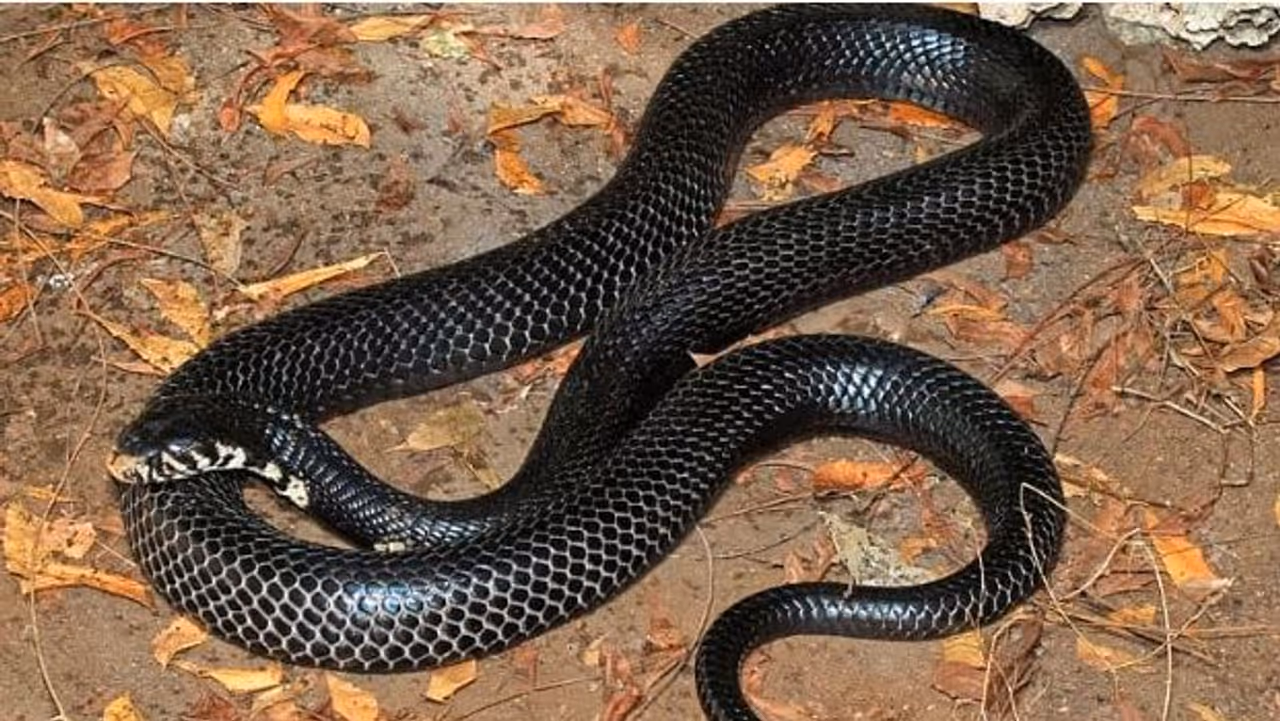 వర్షాకాలంలో పాముల బెడద