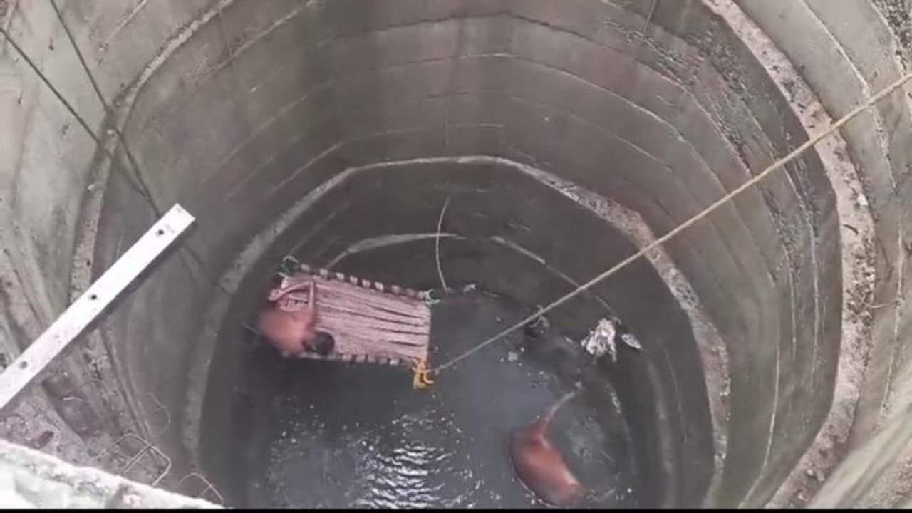 बछड़े को बचाने उतरे ग्रामीण, मौत के मुंह में समाए