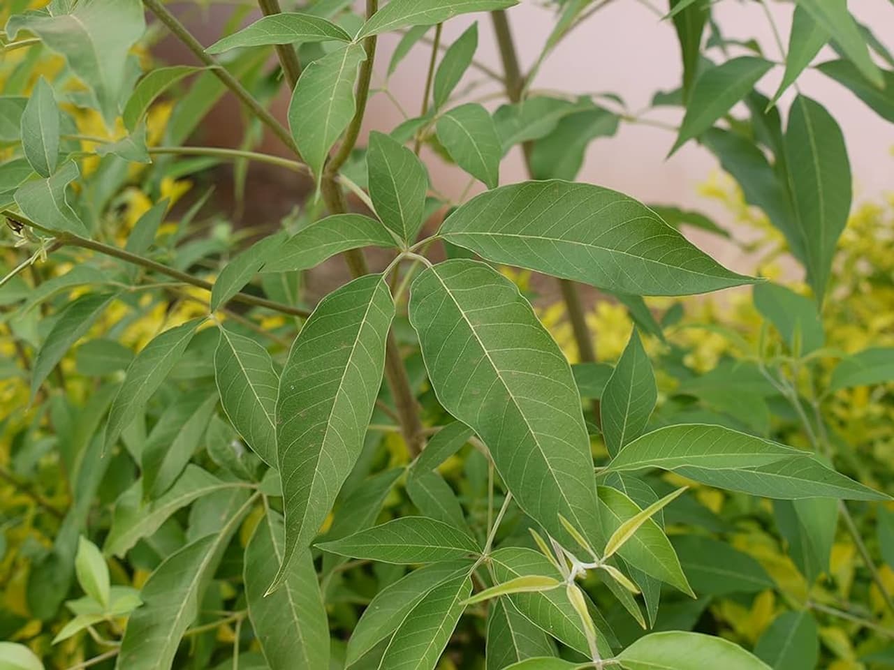 Nochi Leaf Sinus Remedy in Tamil