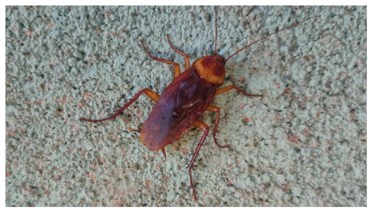 വൃത്തിയുണ്ടായിരിക്കണം 