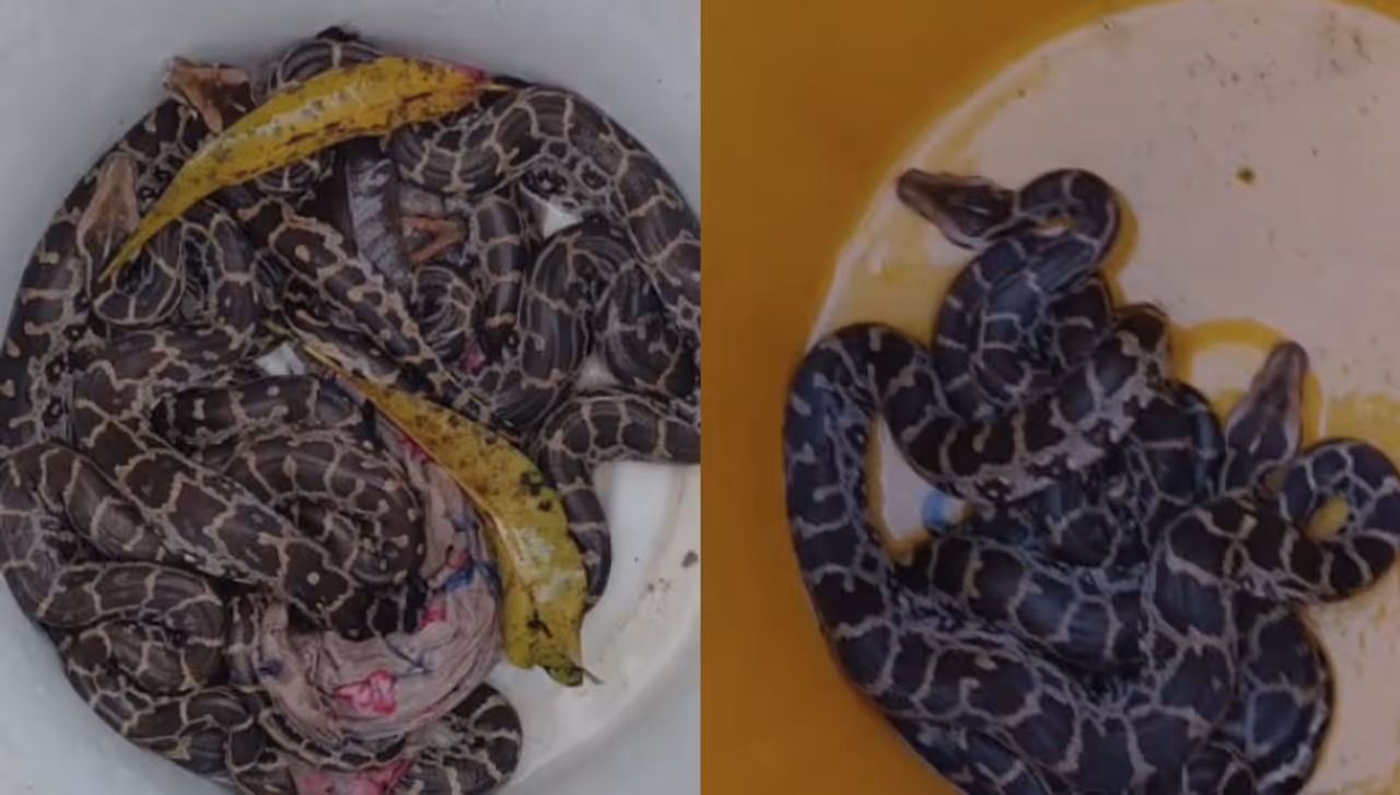 1. सापांचे कान नसतात, पण ते ऐकतात!