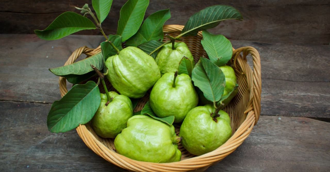 Guava Leaf Health Benefits