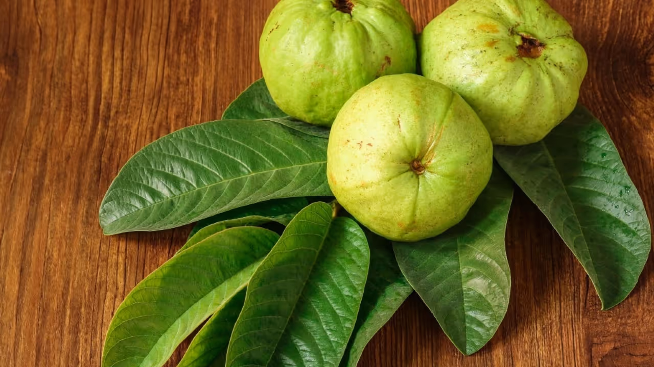 ಲಕ್ಷಾಂತರ ರೂ.ಗಳಿಸುತ್ತಿರುವ ರೈತರು ಲಕ್ಷಾಂತರ ರೂ.ಗಳಿಸುತ್ತಿರುವ ರೈತರು