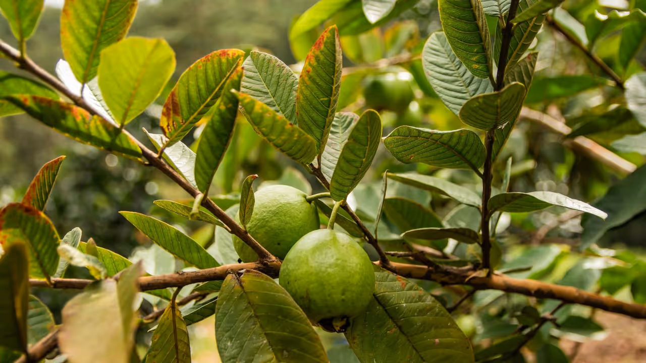 கொய்யாப்பழம் கொய்யாப்பழம்