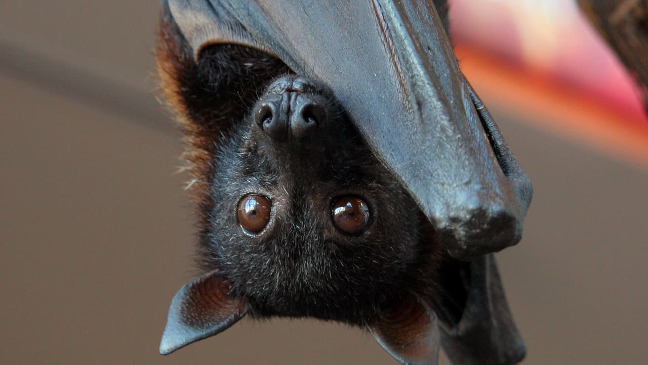 New Virus From Bat Found in China