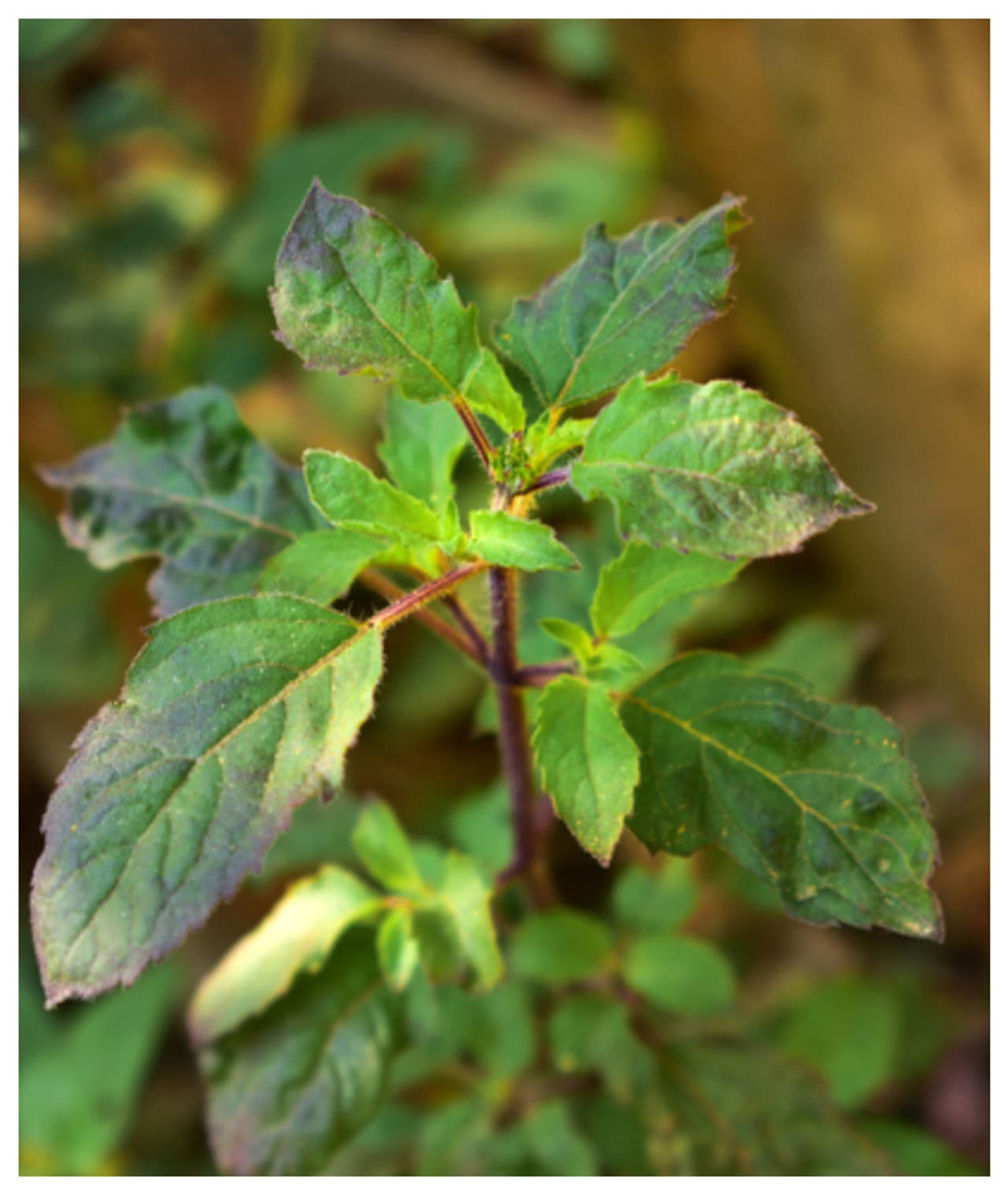 తులసి మొక్క విశేషాలు..