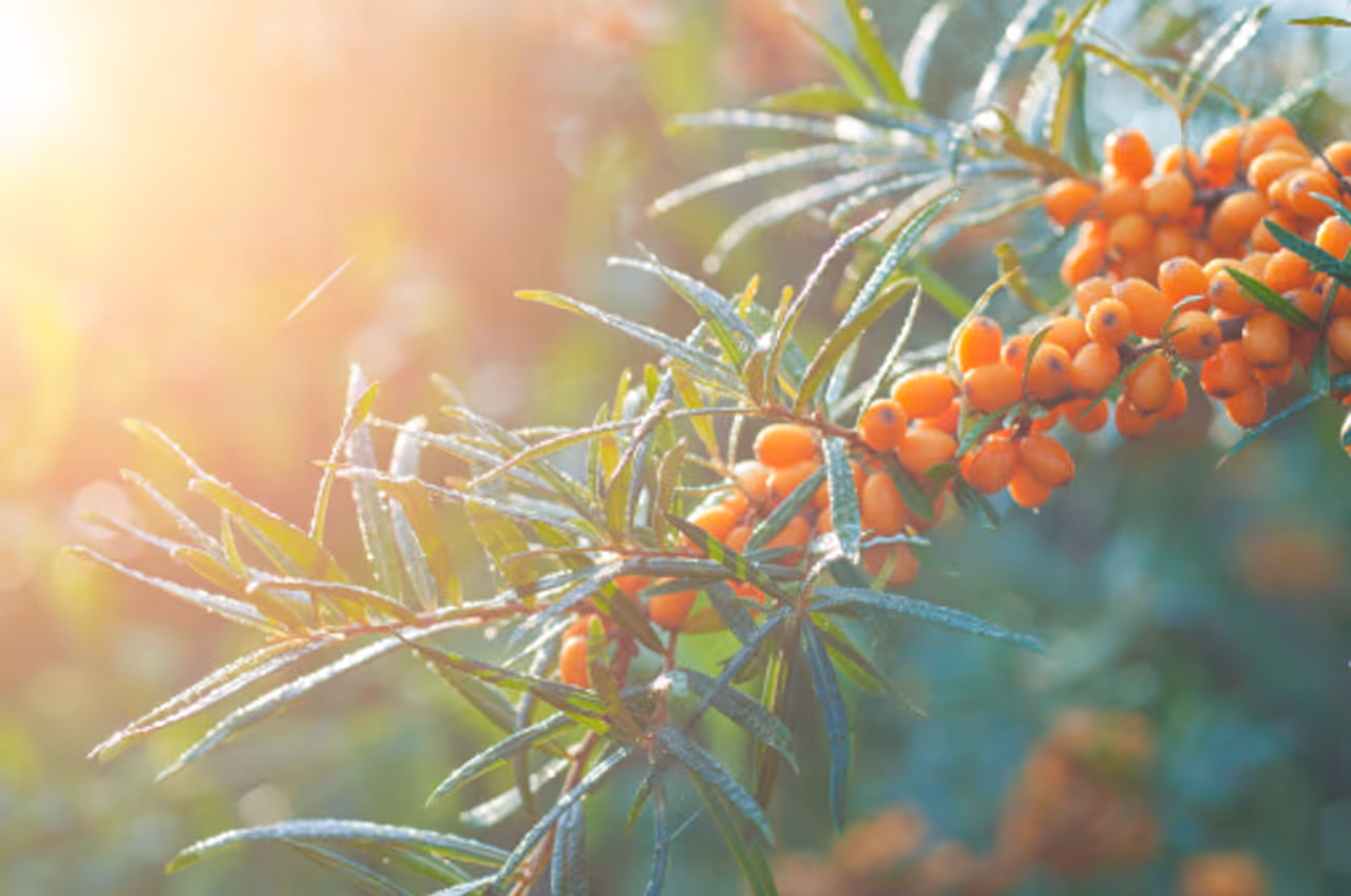 ఎన్నో ఔషధ గుణాలు 