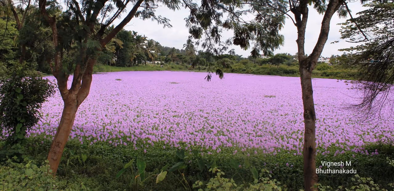 A blooming spectacle near Kushalnagar A blooming spectacle near Kushalnagar