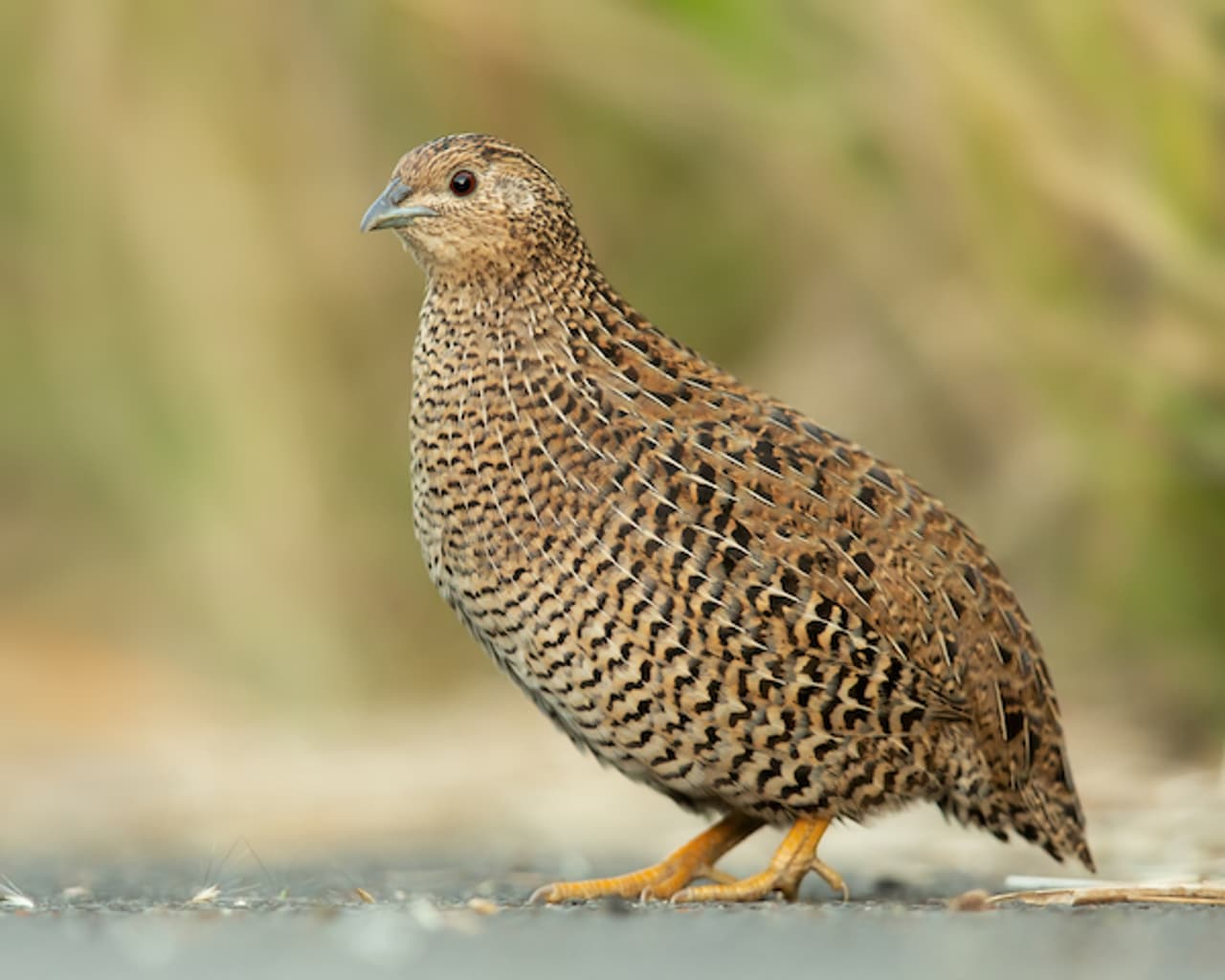 Health Benefits of Kadai (Quail) Meat