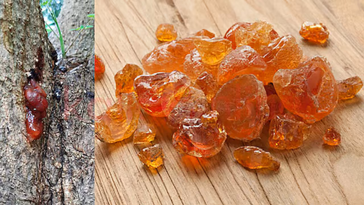 Moringa Murungai Pisin Benefits Moringa Murungai Pisin Benefits