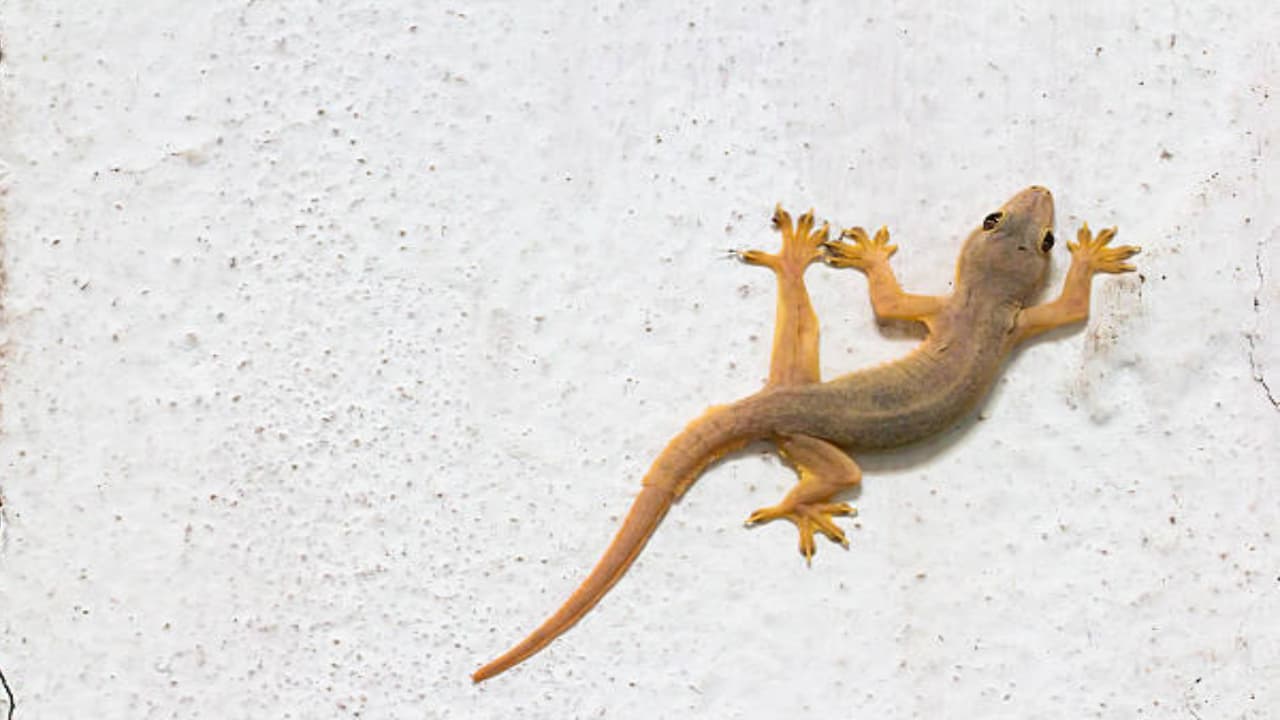 శుభ సూచన