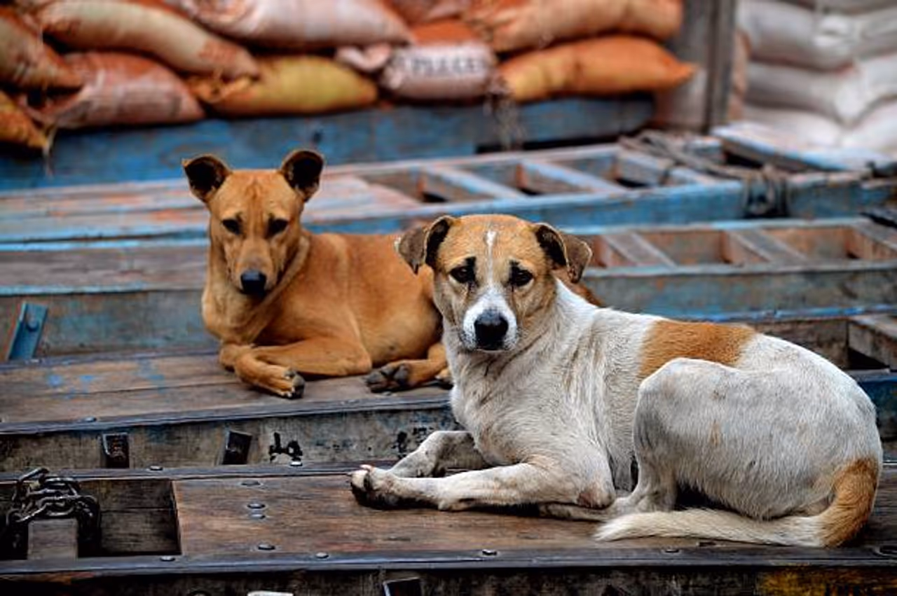 List of Diseases Spreading by Street Dogs