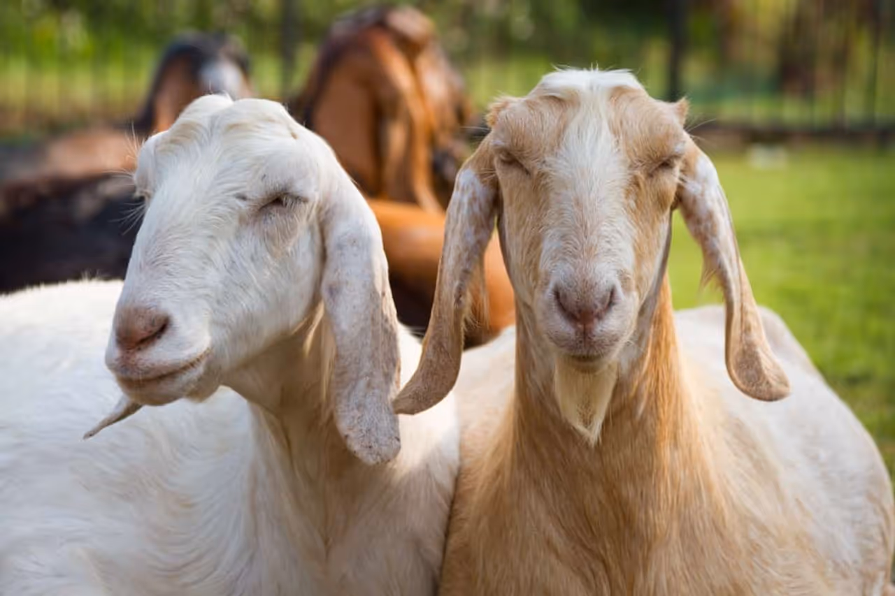 அள்ளிக்கொடுக்கும் ஆடு வளர்ப்பு