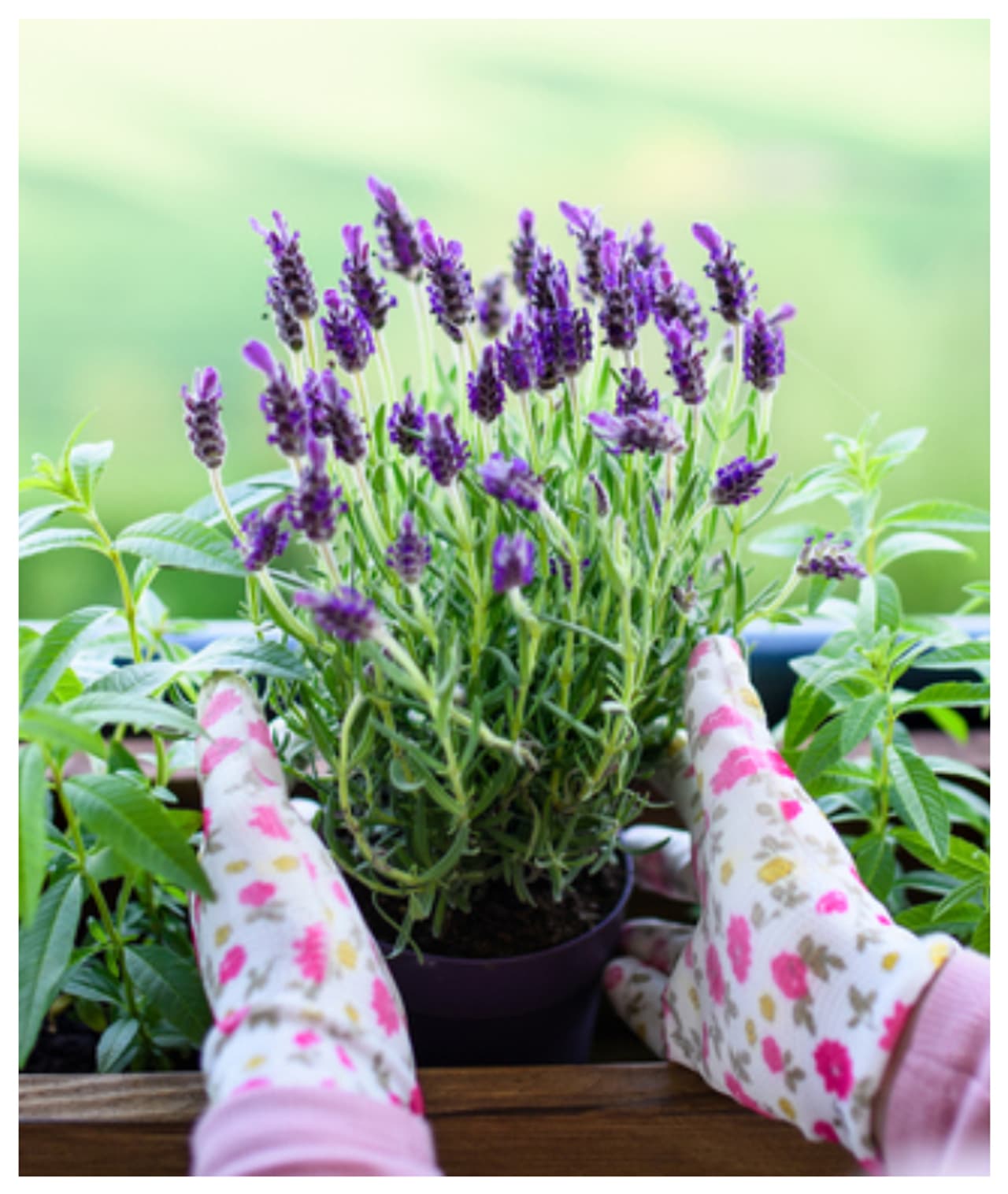 సరైన పోషకాలు