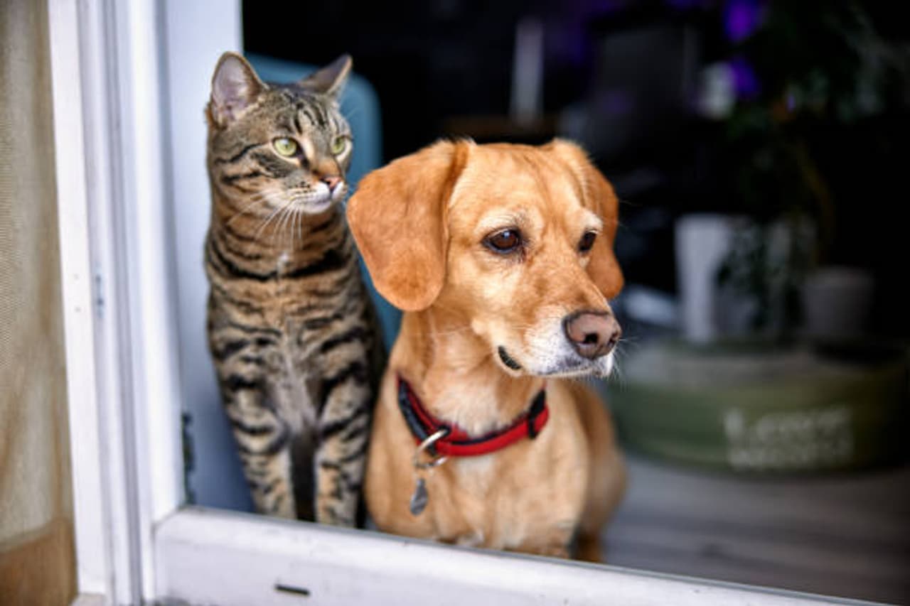 zoonotic diseases spread by pets