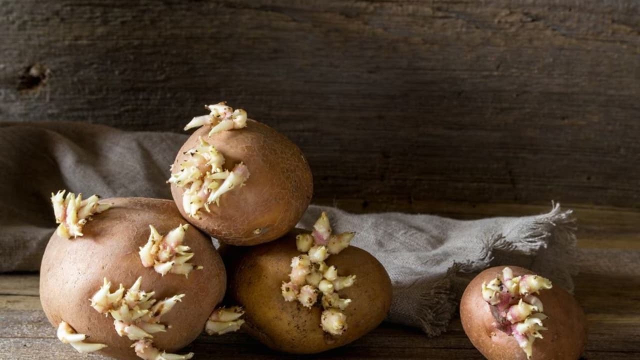 ಮೊಳಕೆ ಬಂದ ಆಲೂಗಡ್ಡೆ, ಬೀಟ್ರೂಟ್ ತಿನ್ನಬಹುದಾ? ಮೊಳಕೆ ಬಂದ ಆಲೂಗಡ್ಡೆ, ಬೀಟ್ರೂಟ್ ತಿನ್ನಬಹುದಾ?