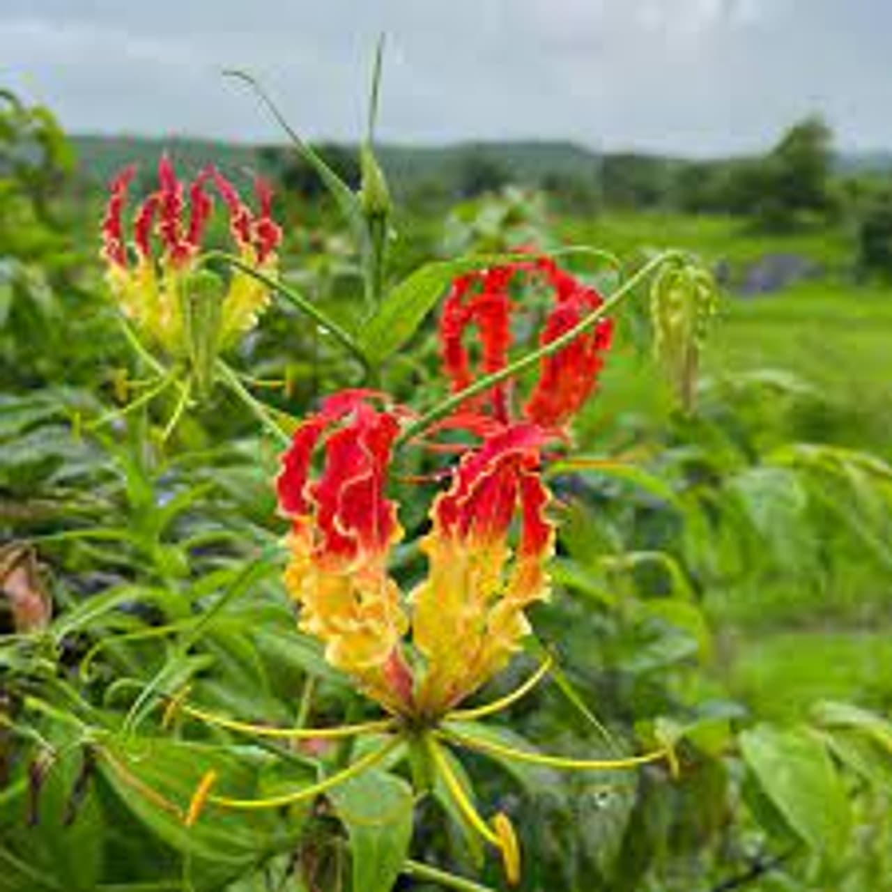 கண்வலி கிழங்கு எனும் சிகப்பு தங்கம்