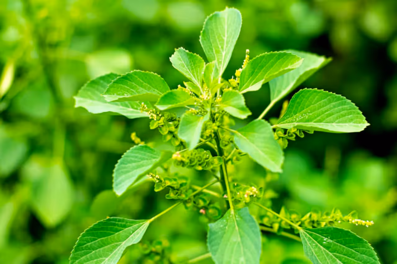 Kuppaimeni leaves benefits in tamil