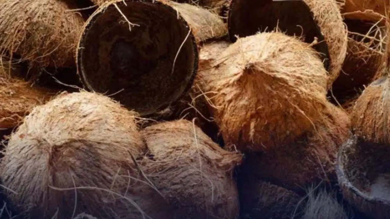 ತೆಂಗಿನ ಚಿಪ್ಪಿನ ವ್ಯಾಪಾರ